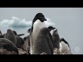 silversea silver explorer antarctica expedition january 7 17 2022