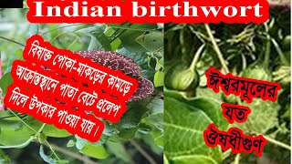 Indian birthwort,Aristolochia indica Linn,ঈশ্বরমূল,ইশেরমূল,লাঙ্গলী.