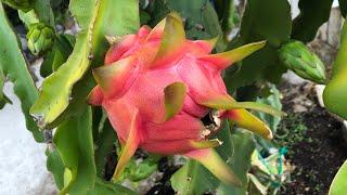 When to Harvest Dragon Fruit