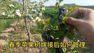 春季苹果树嫁接后如何管理