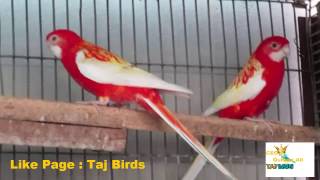 RUBINO ROSELLA PAIR | lovely rubino rosella | rosella breeding