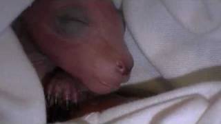 Cute little 'pinkie' joey feeds for the first time