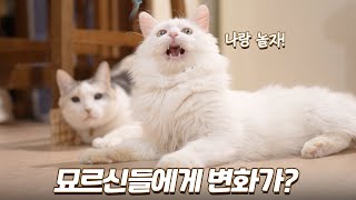 어린 고양이가 온 뒤 묘르신들에게 생긴 큰 변화