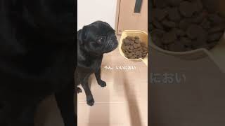 毛艶の秘訣 #shorts #pug #パグ #黒パグ