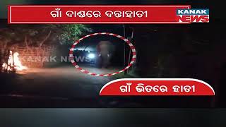 OMG! Wild Elephant Inside Village Panics Residence In Balasore | Odisha |