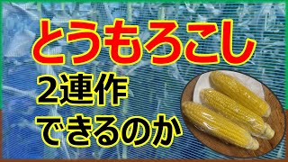 2作連続でとうもろこしを栽培したら連作障害はでるのか？