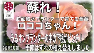 底面給水プランターで育てる薔薇🌹ロココちゃんの下根がピンチ！　底面給水のうるオンプランターで長年薔薇を育てています。　上根と下根が有ります。下根が初めて、ヘドロ状態になりました。