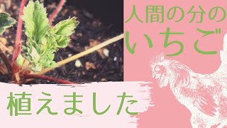 [vol.015]人間が食べる分のイチゴの苗を植えました《沖縄×ガーデニング Vlog おうち時間で庭作り》