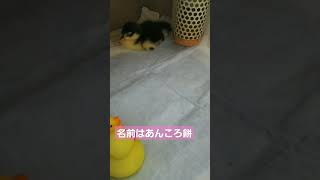 コールダックのあんころ餅宜しくグァ🦆