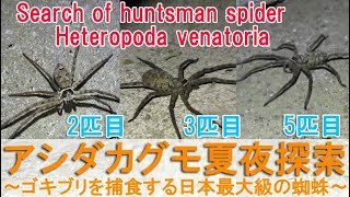 夏夜のアシダカグモ探索(Search of huntsman spider)～ゴキブリを捕食する日本最大級の蜘蛛を探す～