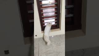 അർദ്ധ രാത്രി മഴ പെയ്യുന്നാണ് തോന്നുന്നത് #funnyvideos #comadyvideo #catlover