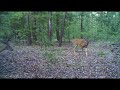 two bucks and a doe moultrie m80 xt