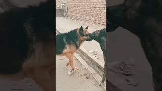 Street Dog Real Fight Scene in Live camera