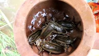 Survival Skills Finding Insects In Water Fried On Clay For Food Cooking Insects Eating Delicious