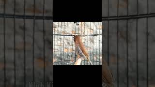 Scaly breasted munia bird chirping singing sound - short 013