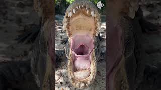 See How Different Creatures Yawn 🐆 🦁🐸🐊