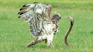Kestrels, 🦅 feed mainly on insects snakes,  🐍 goshawk, #snake #hunter #attack #bird #animal #shorts
