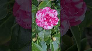 椿の花「菊冬至」／CAMELLIA FLOWER \