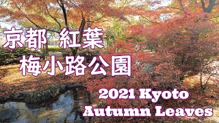 【2021京都　紅葉】梅小路公園　Kyoto Autumn Leaves