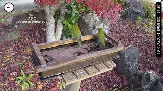 【ダイジェスト】野鳥を庭に　241201　\