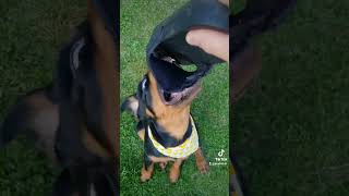 ROTTWEILER ELLI LEIKKII