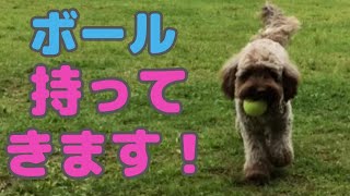 History of bringing the ball [Australian Labradoodle]