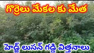 Headje lusen sheeds 99514 93014 గడ్డి విత్తనాలు #grass #agriculture