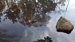 中野区立平和の森公園の散歩動画