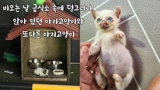 비오는날 급식소에 덩그러니 앉아 있던 아기고양이 하나 그런데 또다른 아기고양이들이 더 있었다 ㅜㅜ