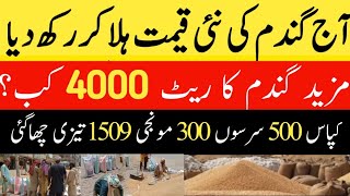 گندم کے ریٹ میں خطرناک موڑ سامنے  Wheat price in punjab//گندم کا ریٹ 2024/munji makki till sarso/