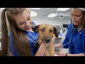 The UF Veterinary Hospital at World Equestrian Center: Ocala