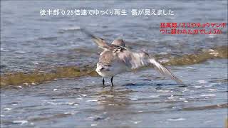 可哀そうな野鳥2　飛べないミユビシギ