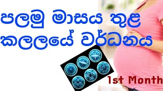 ගර්භණී අවධියේ පළමු මාසය තුළ  බබාගේ වර්ධනය | 1 st Month Baby Growth |Silhala | MR MLT| 2021.