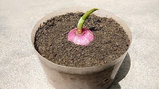 Grow onion easiest way , Grow at home