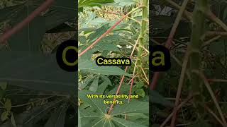 Meet Cassava: A Natural Source of energy and protein #nature #shorts #reels #natural #cassava