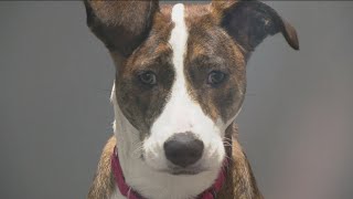 San Diego Humane Society struggles with overcrowding, sees influx of surrendered pets