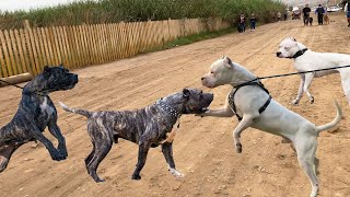 Presa Canario & Dogo Argentino GRAN ENCUENTRO - Caminata de confraternidad