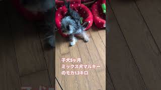 ［5ヶ月子犬］チョコだけは怖いミックス犬マルキーのモカ #可愛い子犬  #いぬのきもち  #犬のいる生活  #多頭飼い犬 #子犬の成長記録  #遊びタイム #おりこうさん #女の子 #1.3キロ