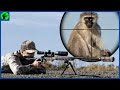 How Do American Hunters Deal With Millions Of Invasive Wild Monkeys | Farming Documentary