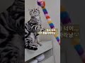 americanshorthair 아메숏 냥집사 고양이놀아주기 멀미난다옹 shorts