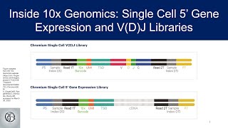 Inside 10x Genomics: Single Cell 5’ Gene Expression and V(D)J Libraries