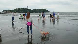 鵠沼海岸でのイルカ救助の様子