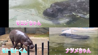 コビトカバ🦛モミジちゃんナツメちゃんモトモトくん　5月7日 上野動物園