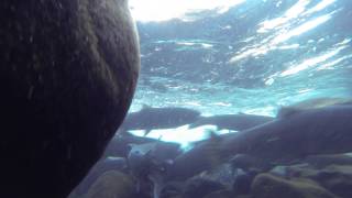 Salmon Return to Tanner Creek (Plus Viewing Window at Bonneville Dam)