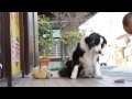 春一番の強風で　相棒のテディーベア倒れる　看板犬鼻パク動画　 2014_03_18