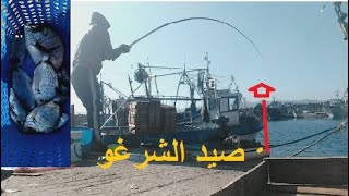 صيد الشرغو وشرح شامل للمونتاج وطريقة الصيد والحصيلة مع mohamed fishing