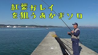 【堤防カレイ釣り】秋の紅葉ガレイ始まります。