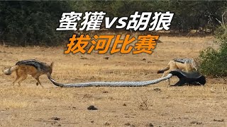 一蜜獾vs二胡狼，你觉得谁赢？【蕾丝说电影】