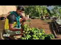 hill banana harvest in my farm மலை வாழை அறுவடை village vlog episode 2 tamil native farmer