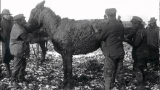 War Horses of WW1 - Trailer